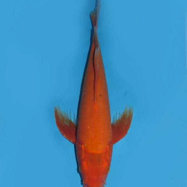 37cm , Kumpay Benigoi