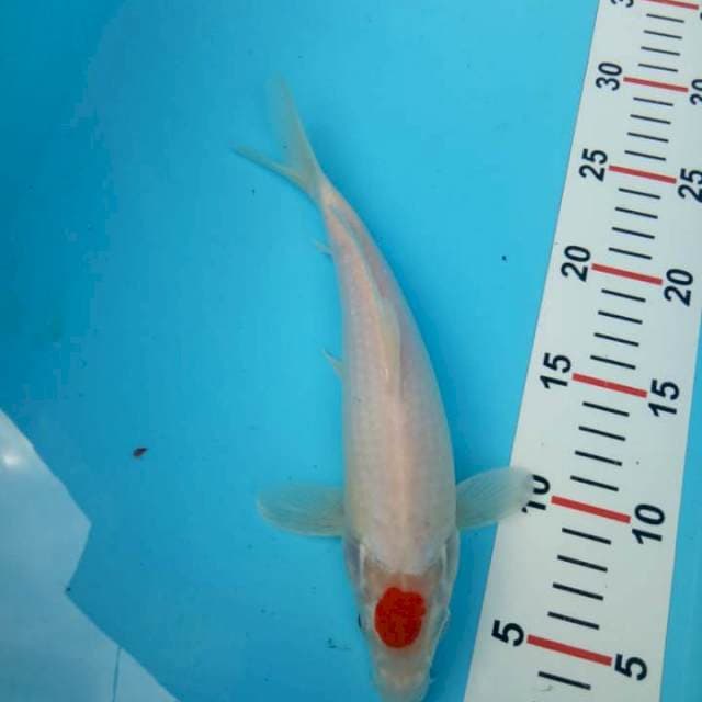 Tancho 24cm