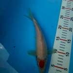 Tancho 24cm