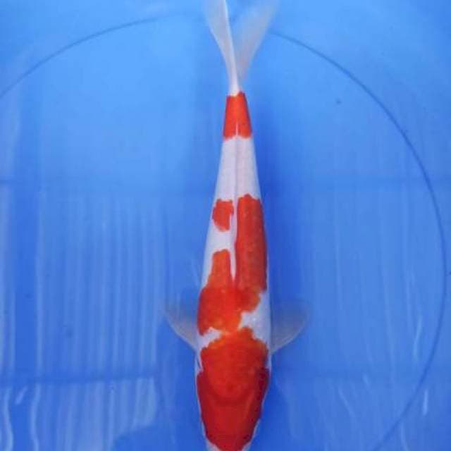 kohaku 35cm