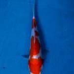 kohaku 