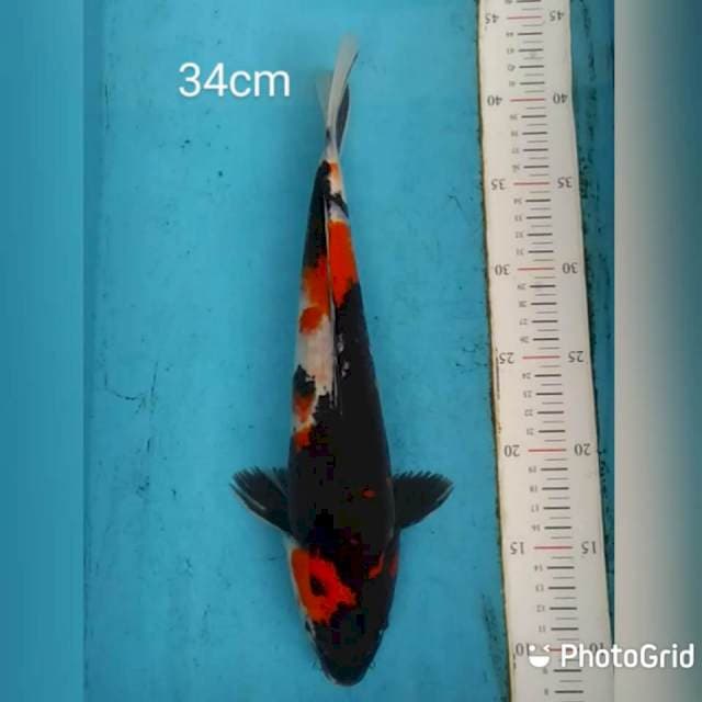 Showa tajam 34cm