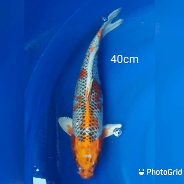 Jumbo kujaku 40cm