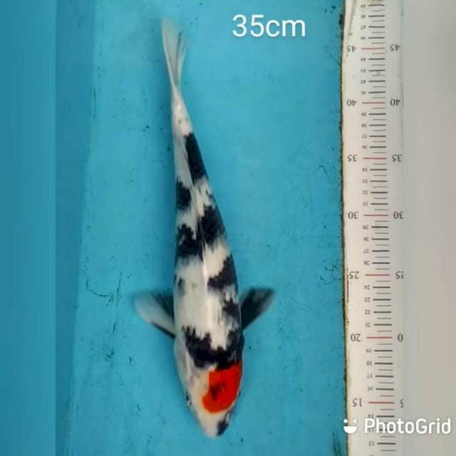 Tancho Showa 35cm
