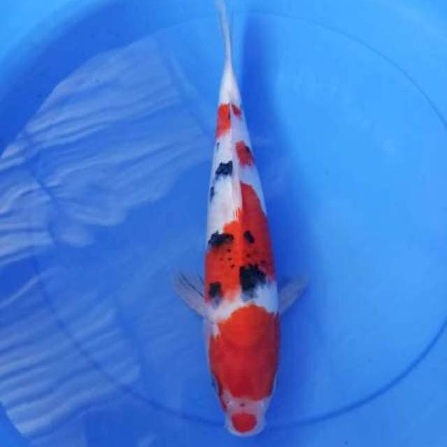 sanke 35cm