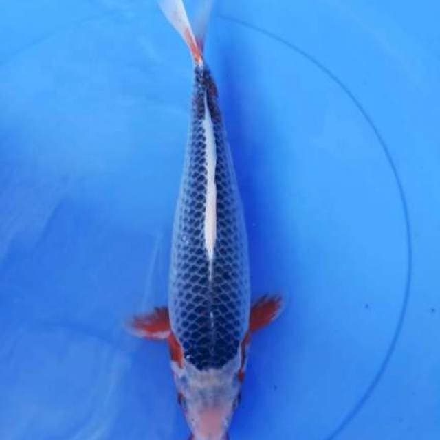asagi 32cm