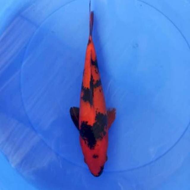 utsuri 34cm