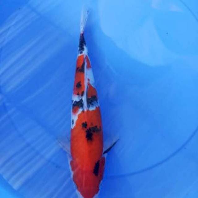 sanke 32cm