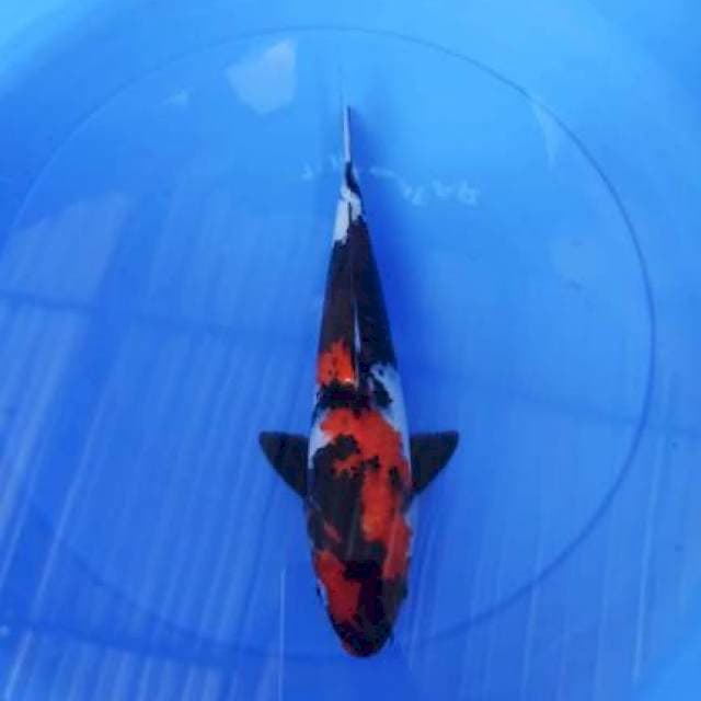 showa 32cm
