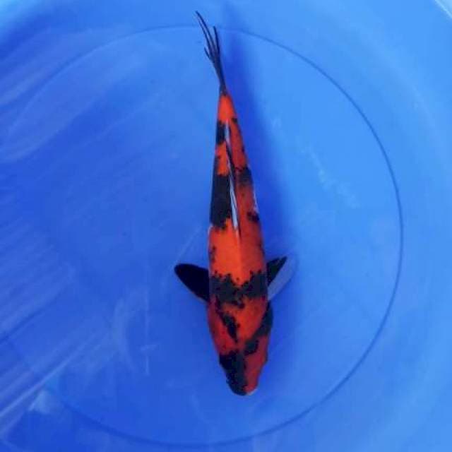 Hi showa 32cm