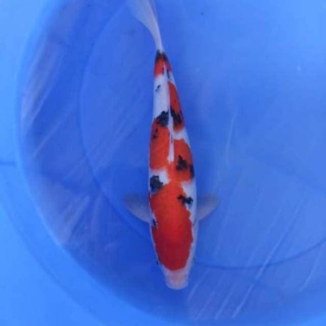 sanke 34cm