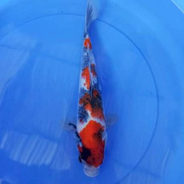 showa 34cm