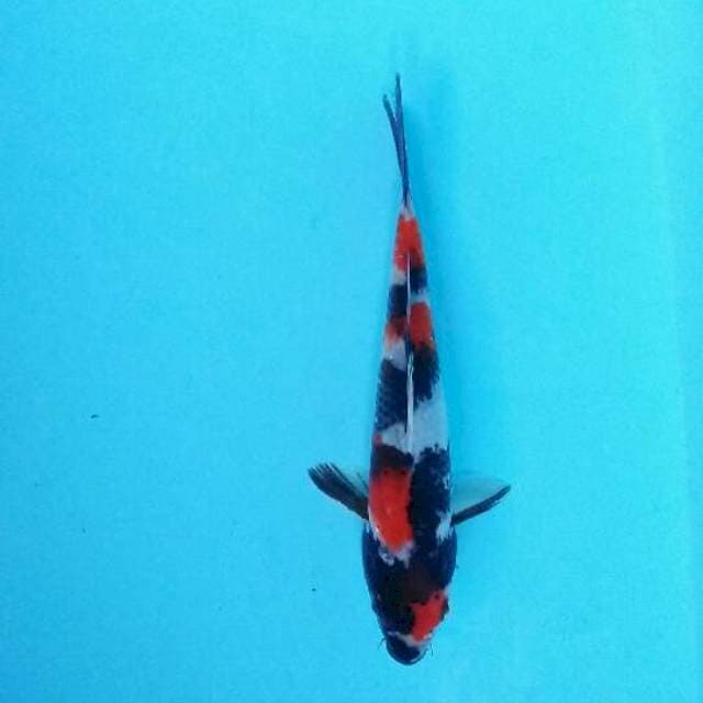 Showa
