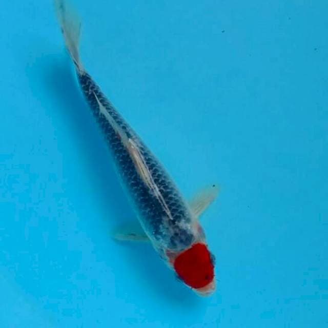 Tancho gosiki 24cm