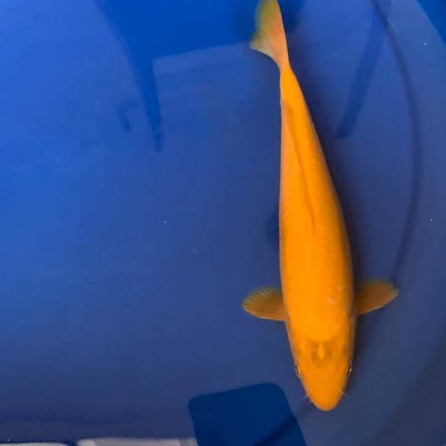 Karashi JUMBO