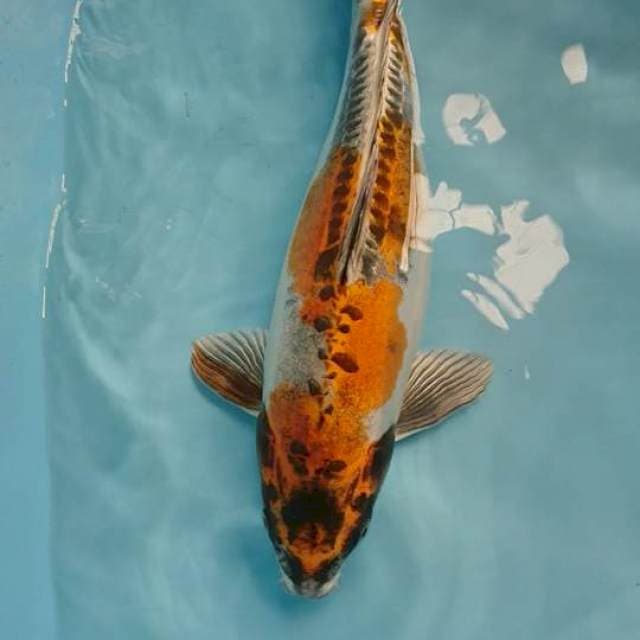 Kikokuryu Fml 43 Cm