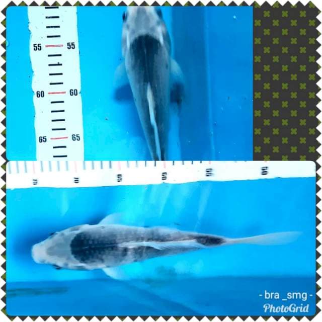 Asagi short body... 27cm