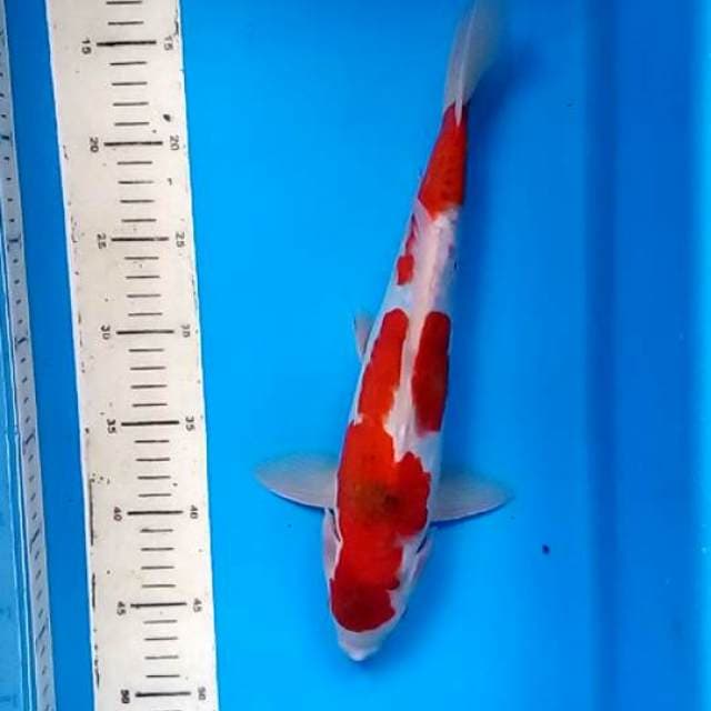 Ai goromo