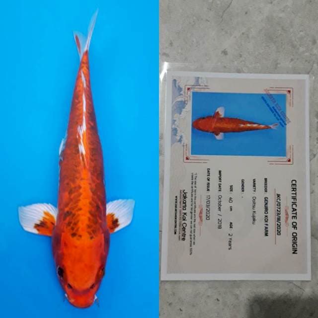 Genjiro doitsu kujaku 40cm sertifikat