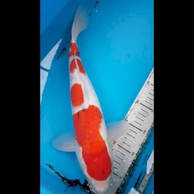Sanke 40 cm