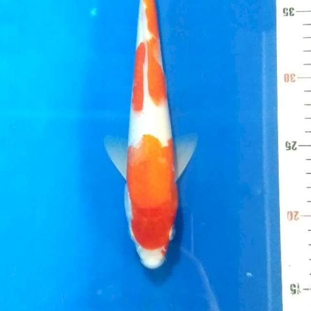 Kohaku size 25