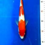 Kohaku size 25
