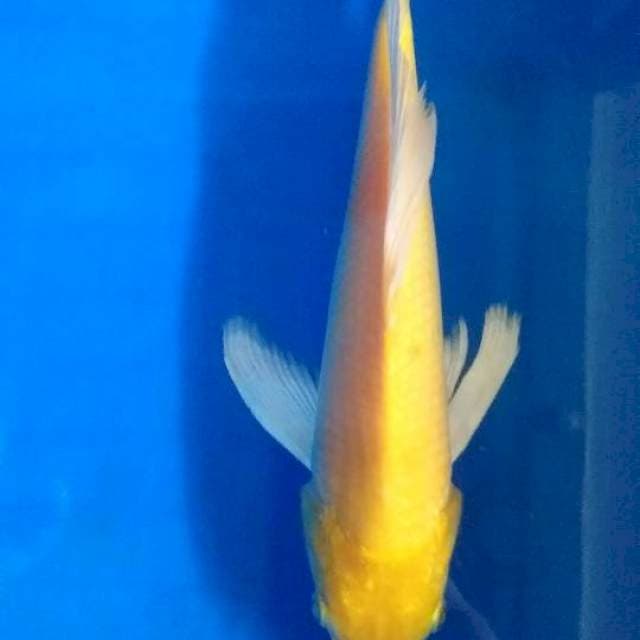 Karashi size 25cm
