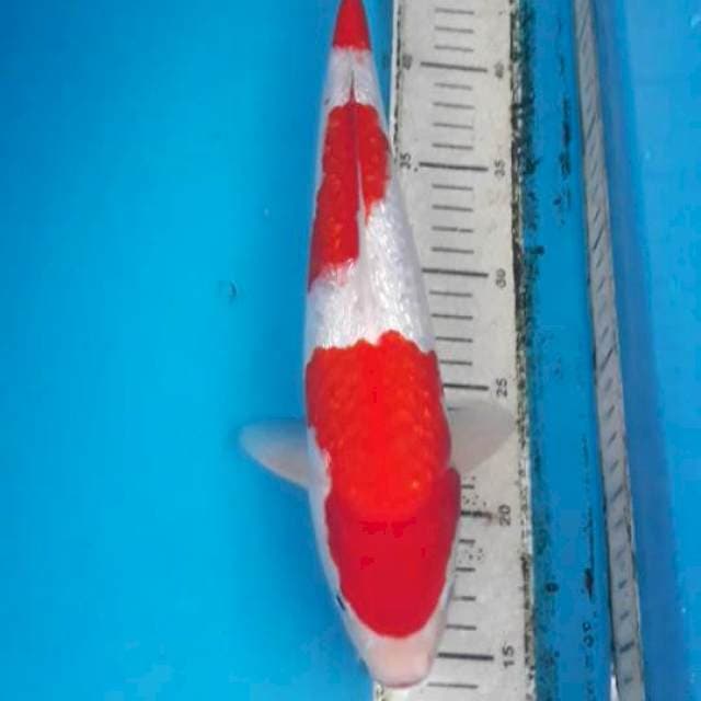 Ginrin Kohaku Male