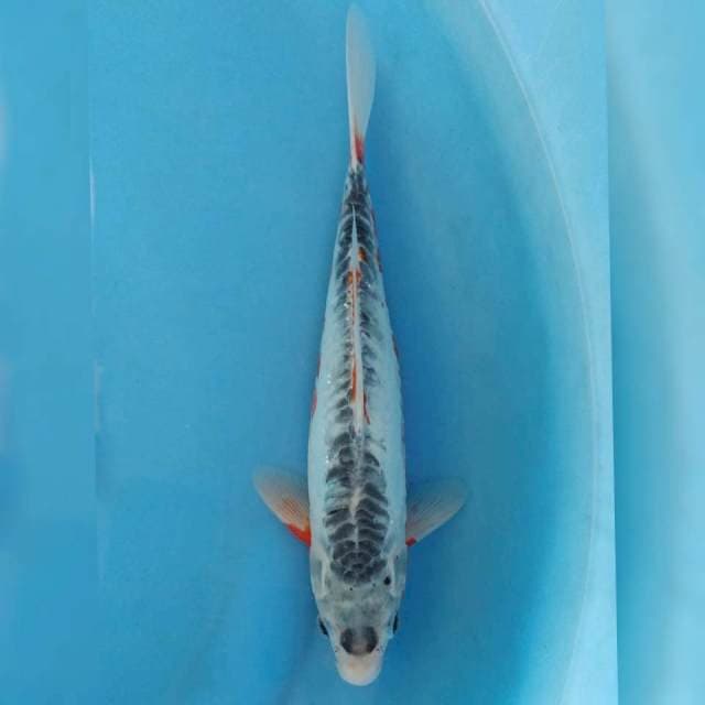 Shusui F1