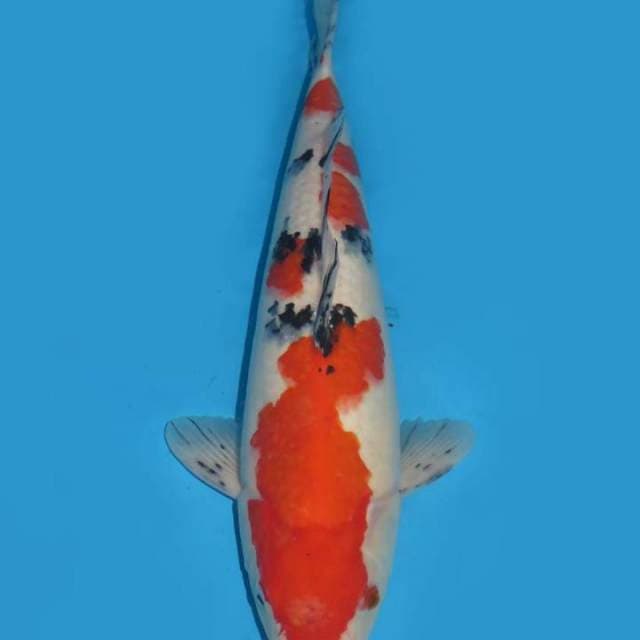47cm , Jumbo !! Male Sanke 