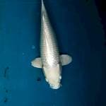 paltinum