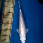 paltinum