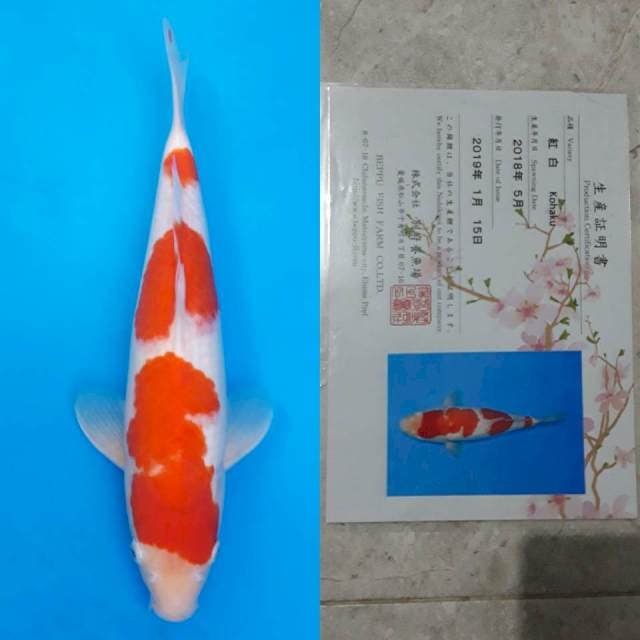 Beppu kohaku 37cm sertifikat