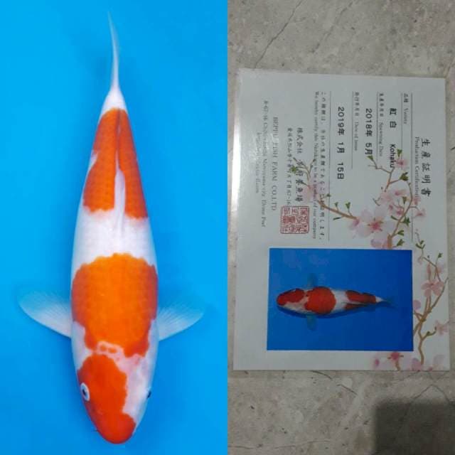 Beppu kohaku 38cm sertifikat