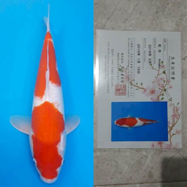 Beppu kohaku 40cm sertifikat