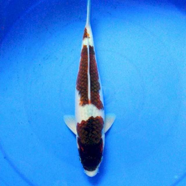 sandan ai goromo kulit salak 31cm male