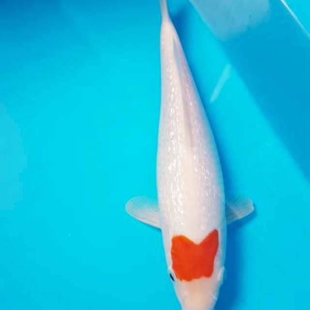 Tanco ginrin ori 23cm
