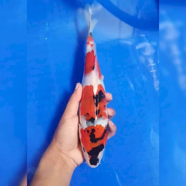 Showa mata satu 35 cm