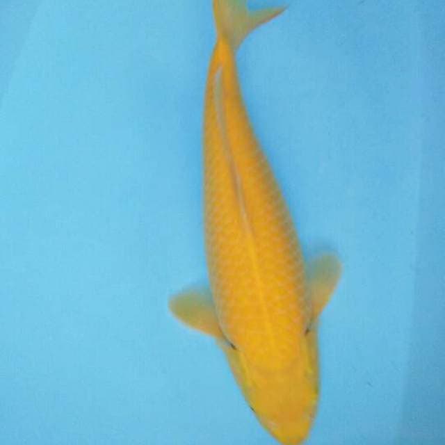 MALE 39CM. Mata Merah