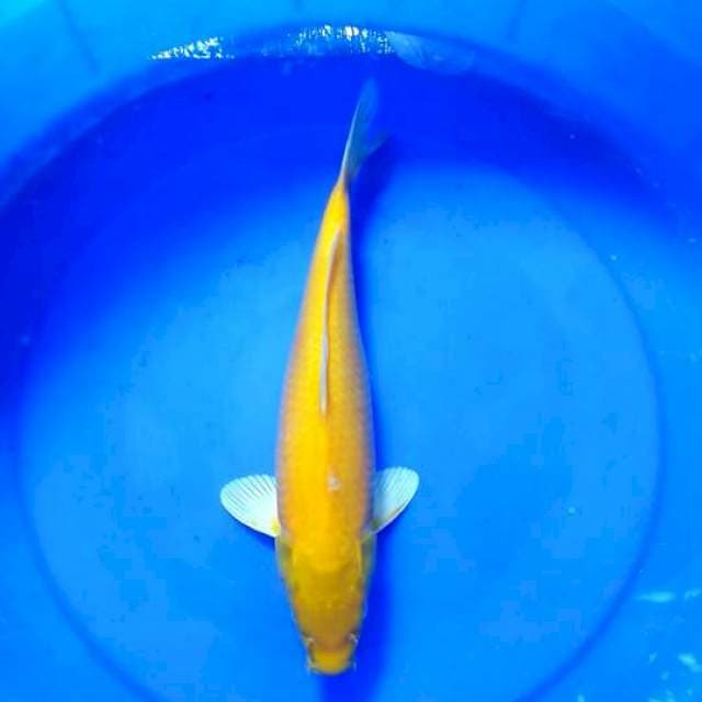 KI KARASI HIKARI 37 CM