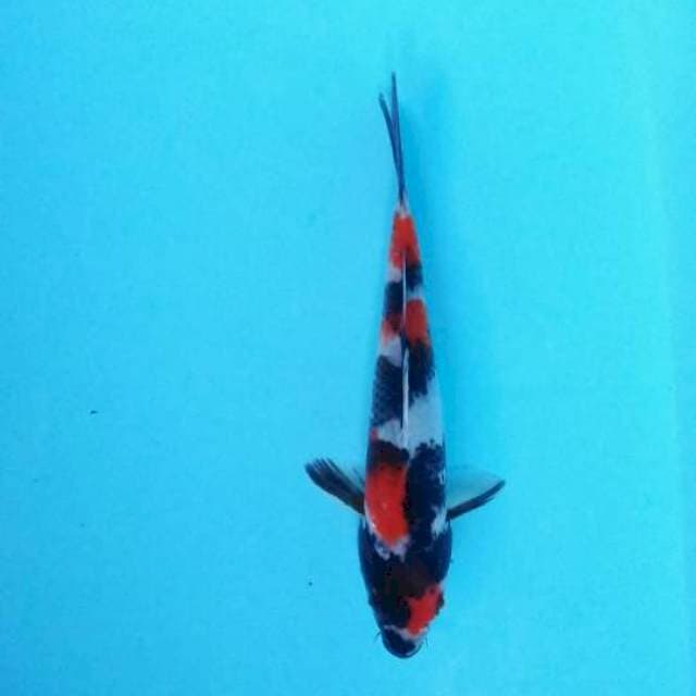 showa