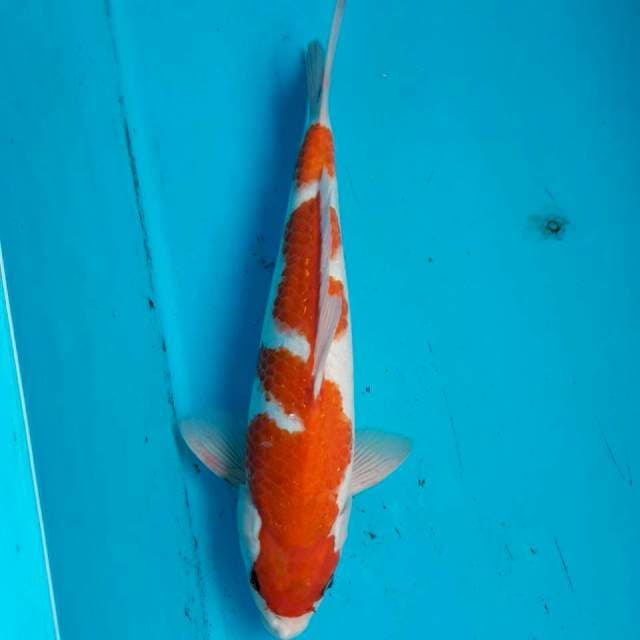 Showa tategoi*35cm