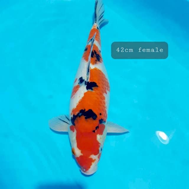 Sanke female 42cm
