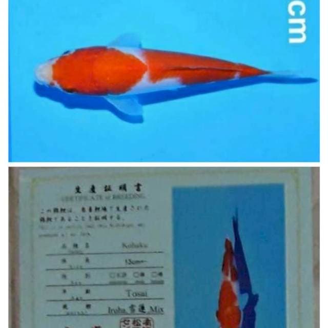 Kohaku matsue