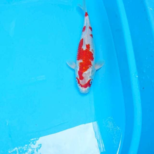 Kohaku 29cm
