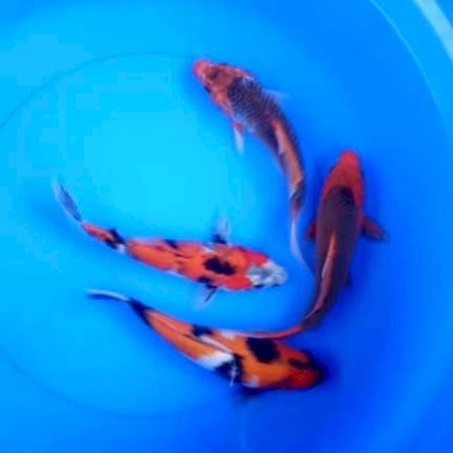 24-25cm ,Paket Hemat 4 ekor 