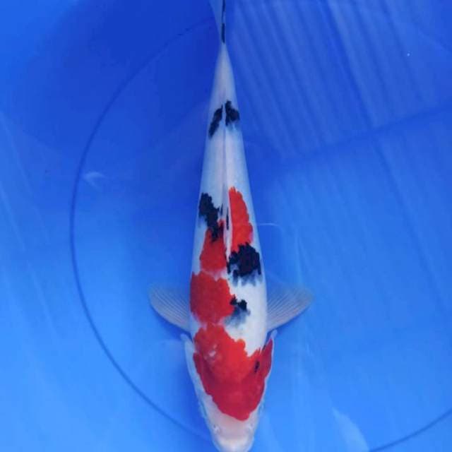 sanke 36cm
