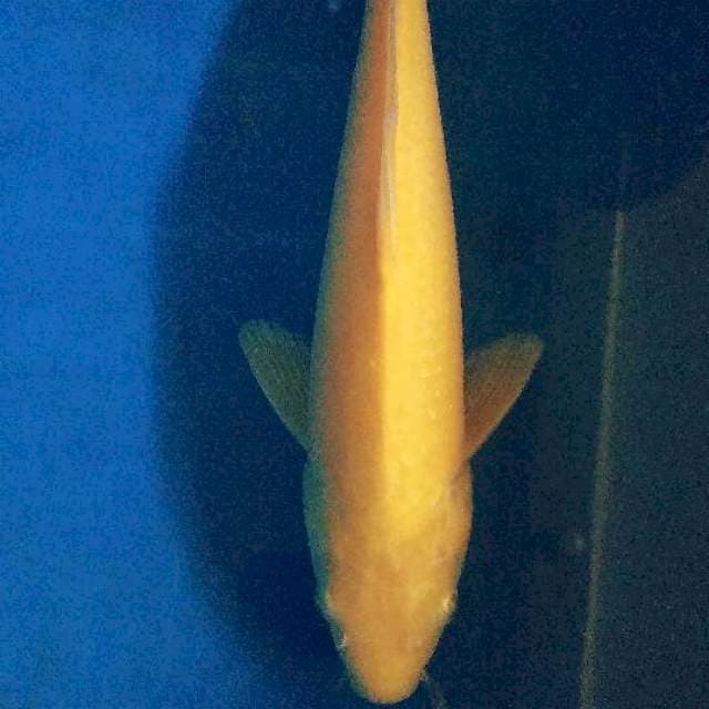 Kumpay karashi 30 cm