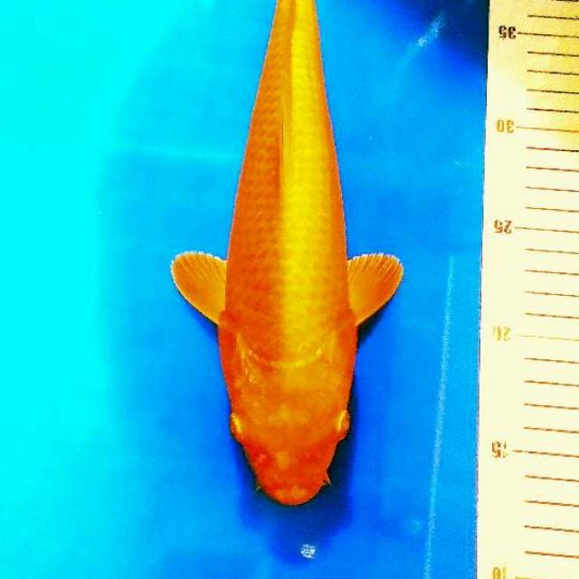Benigoi 30 cm