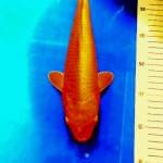 Benigoi 30 cm